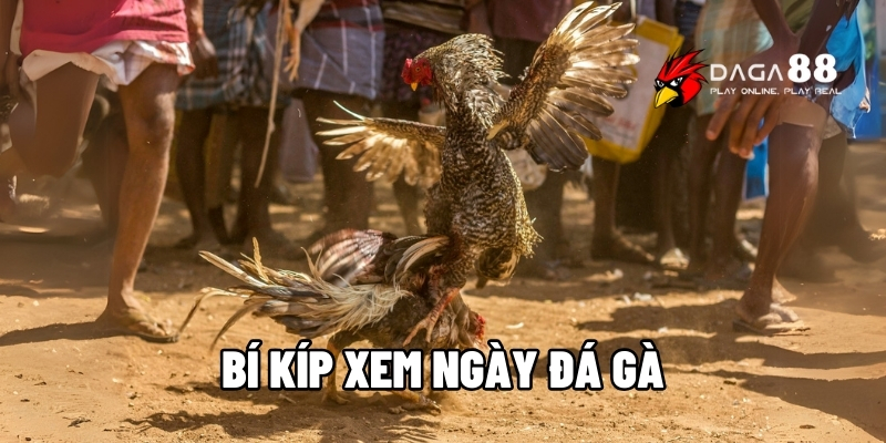 Bí kíp xem ngày đá gà