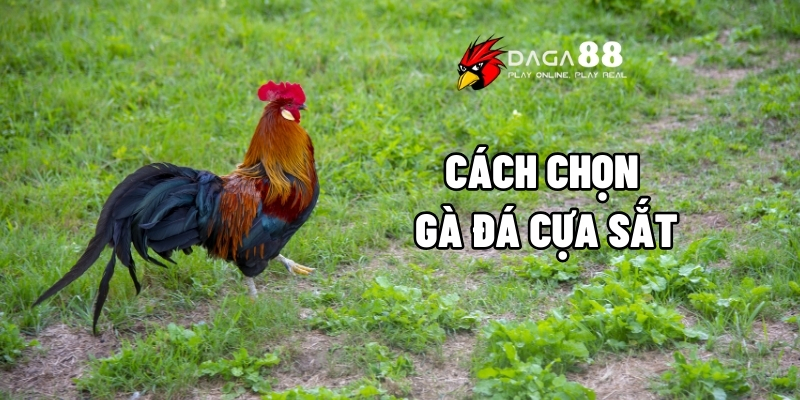Cách chọn gà đá cựa sắt