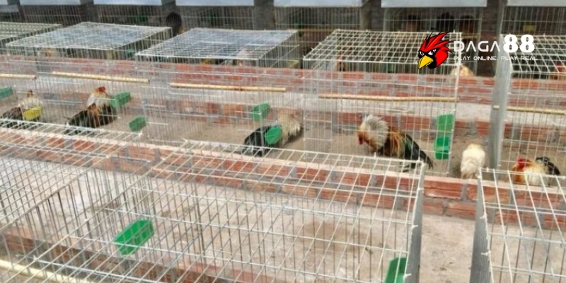 Cách Làm Chuồng Chạy Cho Gà Đá Chỉ Với 3 Bước Đơn Giản 2 Chuồng chạy cho gà đá là chuồng dành riêng cho gà chọi