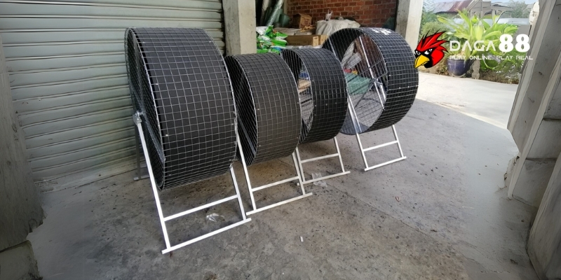 Cách Làm Chuồng Chạy Cho Gà Đá Chỉ Với 3 Bước Đơn Giản 3 Chuồng gà đá phải đảm bảo thoáng gió và thông hơi