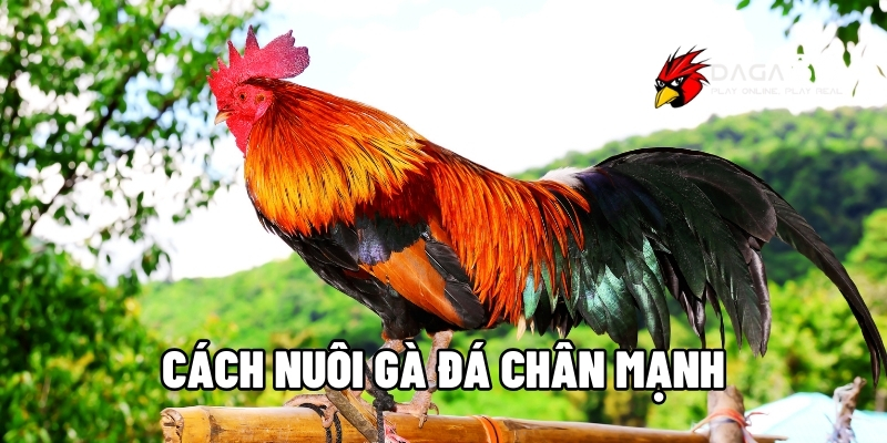 Cách Nuôi Gà Đá Chân Mạnh Để Khiến Kẻ Thù Phải Khiếp Sợ Tại DAGA88 1 Cách nuôi gà đá chân mạnh