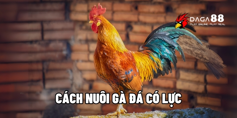 Cách nuôi gà đá có lực