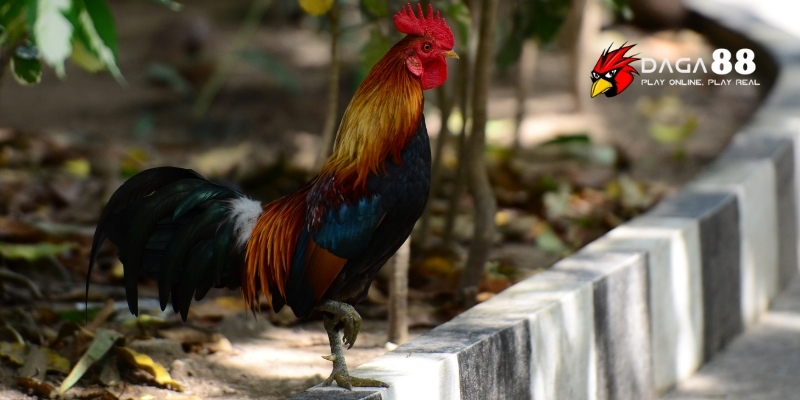 Kỹ thuật luyện gà đá bo lớn