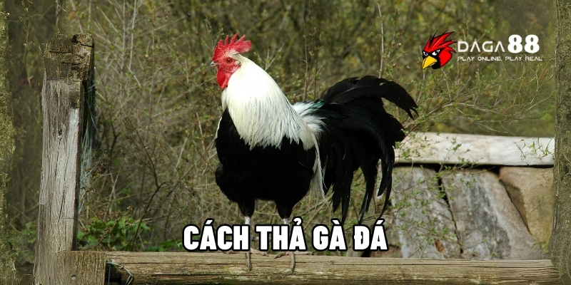 Xem Ngay Cách Thả Gà Đá Chiếm Thế Thượng Phong Khi Đấu Tại DAGA88 1 Cách thả gà đá