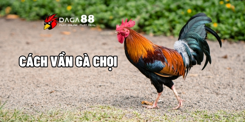 Hướng Dẫn Cách Vần Gà Chọi Trở Thành Chiến Kê Dũng Mãnh Nhất Tại DAGA88 1 Cách vần gà chọi