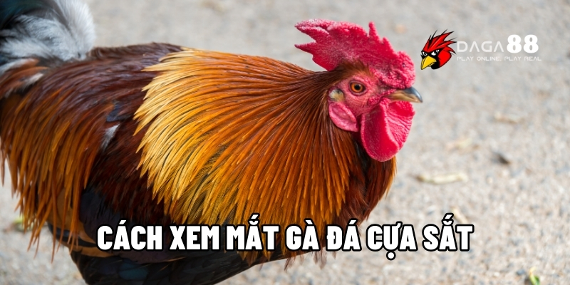 Cách xem mắt gà đá cựa sắt