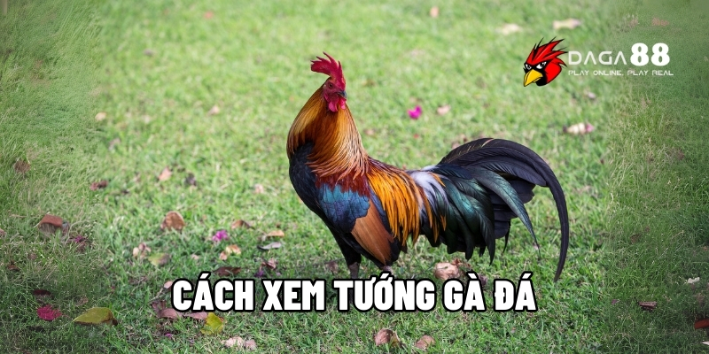 cách xem tướng gà đá