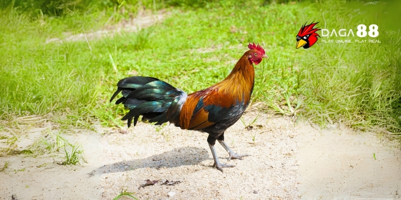 Tại sao cần biết cách xem tướng gà đá