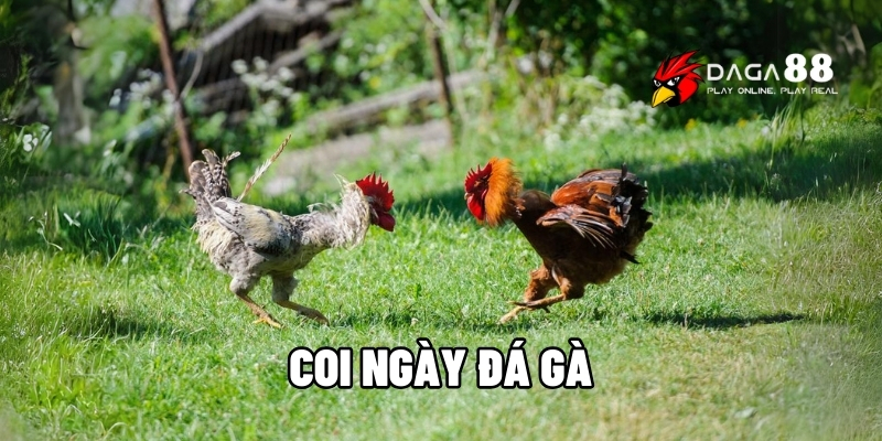 coi ngày đá gà