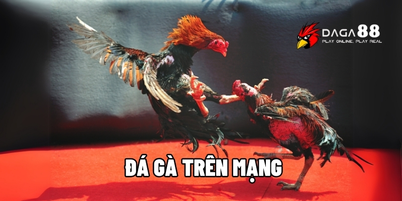 đá gà trên mạng