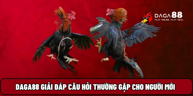 Daga88 giải đáp câu hỏi thường gặp cho người mới