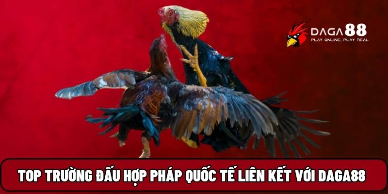 TOP trường đấu hợp pháp quốc tế liên kết với Daga88