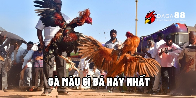 Gà màu gì đá hay nhất