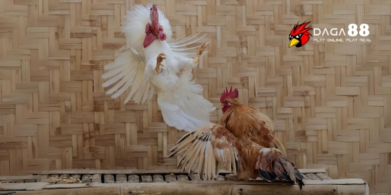 Gà Màu Gì Đá Hay Nhất - Sư Kê Chia Sẻ Bí Kíp Chọn Gà Hay Tại DAGA88 4 Chọn gà đá hay qua nhiều đặc điểm
