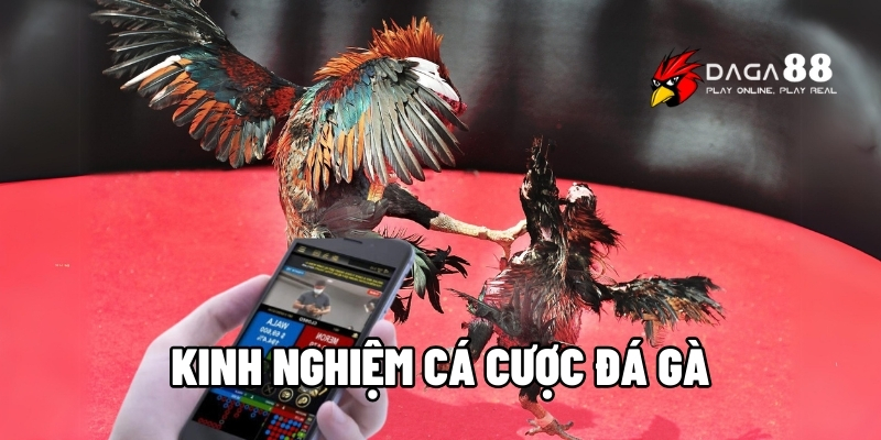 Kinh nghiệm cá cược đá gà