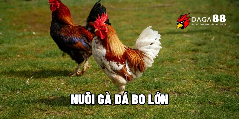 Cách Nuôi Gà Đá Bo Lớn - Kinh Nghiệm Từ Những Sư Kê Có Tiếng Tại DAGA88 1 nuôi gà đá bo lớn