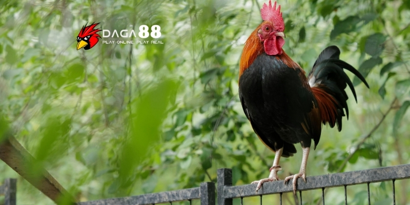 Cách Nuôi Gà Đá Bo Lớn - Kinh Nghiệm Từ Những Sư Kê Có Tiếng Tại DAGA88 3 Đặc điểm của gà đá bo lớn