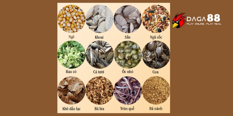 Tổng Hợp Thức Ăn Gà Đá Cung Cấp Đầy Đủ Dinh Dưỡng Nhất Tại DAGA88 4 Thức ăn gà đá mồi tươi từ lược trạch rắn
