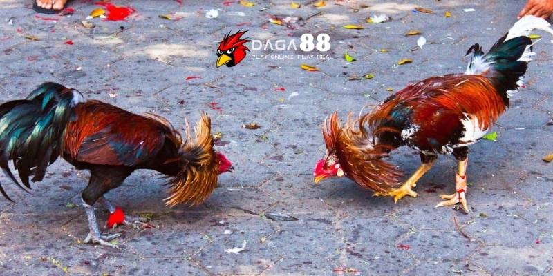Tổng Hợp Thức Ăn Gà Đá Cung Cấp Đầy Đủ Dinh Dưỡng Nhất Tại DAGA88 3 Thức ăn gà đá từ rau củ quả