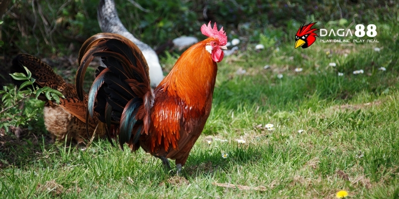 Top 5 Loại Thuốc Xổ Giun Cho Gà Đá Phổ Biến Nhất Hiện Nay 2 Thời điểm sử dụng thuốc xổ giun cho gà đá