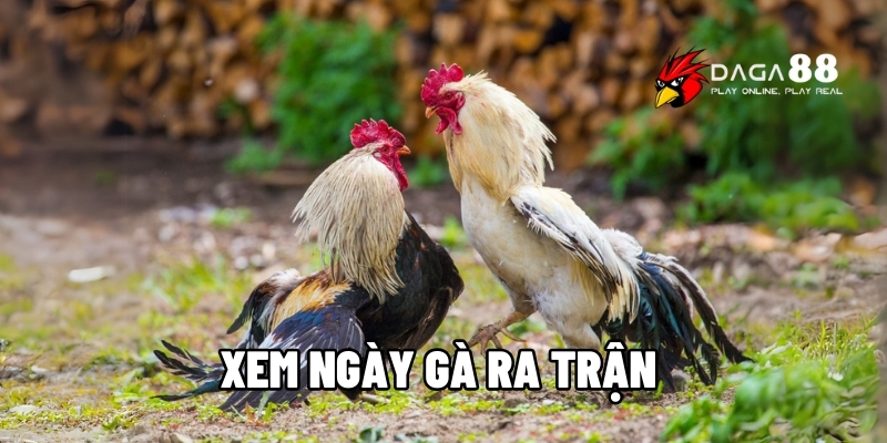 Xem ngày gà ra trận